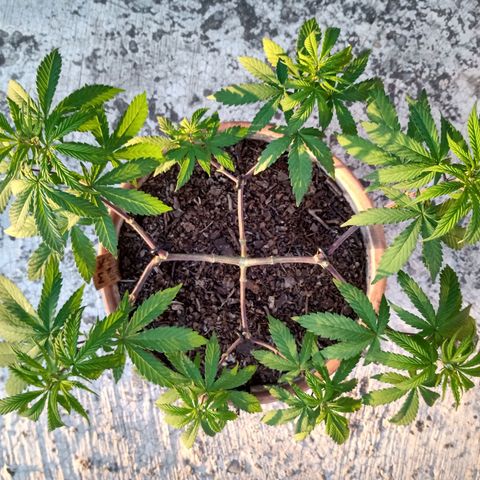 MK 1 growlog timeline photo