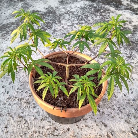 MK 1 growlog timeline photo