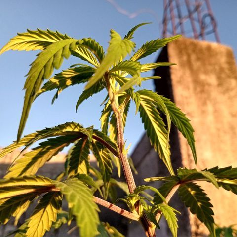 MK 1 growlog timeline photo