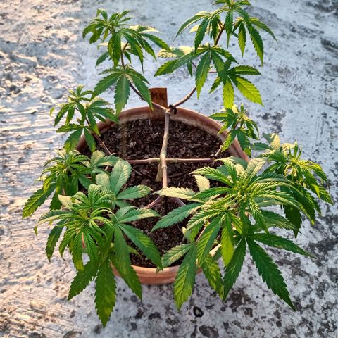 MK 1 growlog timeline photo