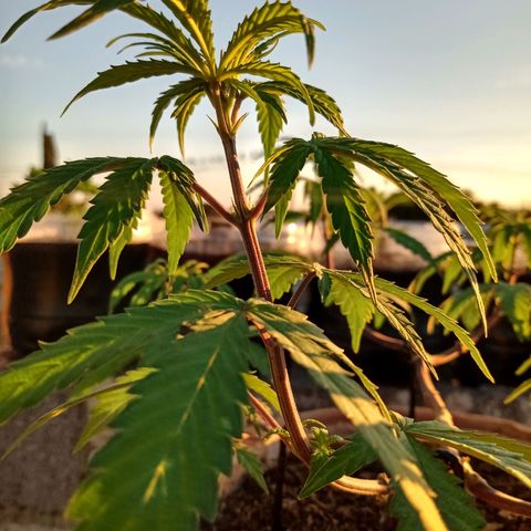 MK 1 growlog timeline photo