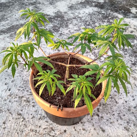 MK 1 growlog timeline photo
