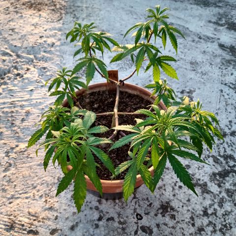MK 1 growlog timeline photo