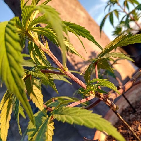 MK 1 growlog timeline photo