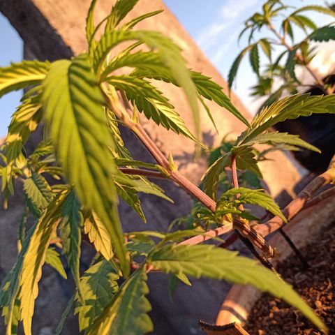 MK 1 growlog timeline photo