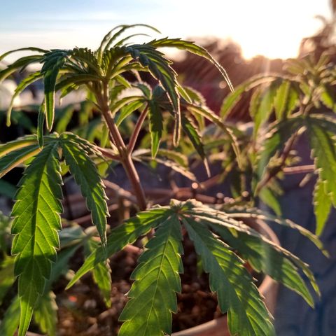 MK 1 growlog timeline photo