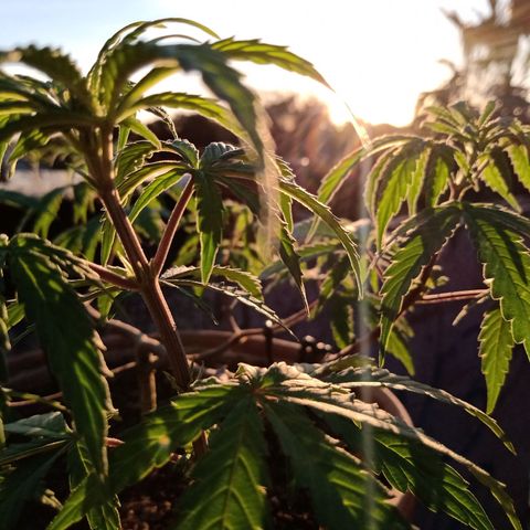 MK 1 growlog timeline photo