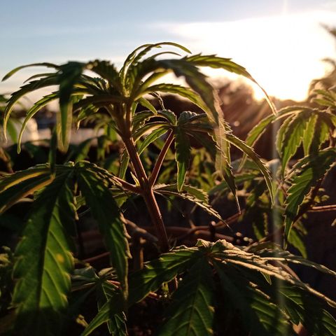 MK 1 growlog timeline photo