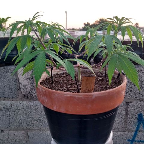 MK 1 growlog timeline photo