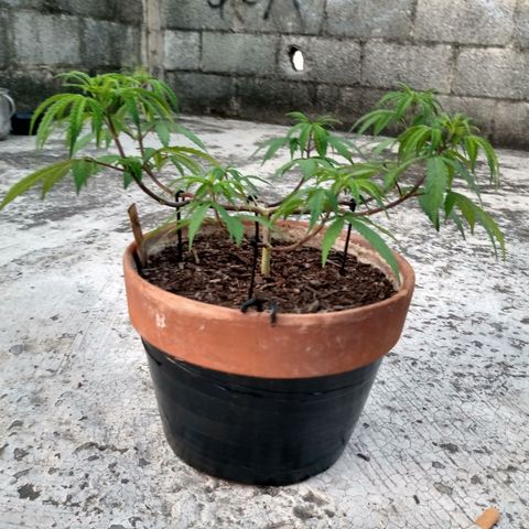 MK 1 growlog timeline photo