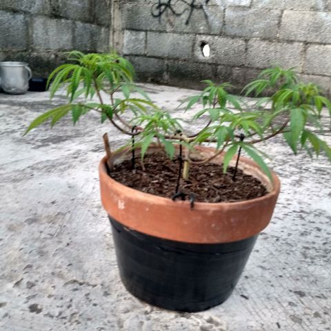 MK 1 growlog timeline photo