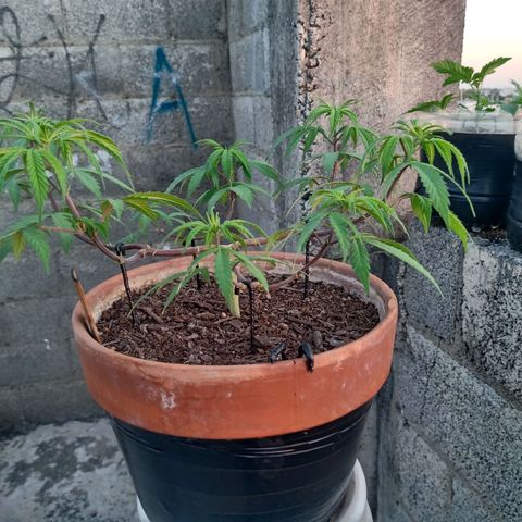 MK 1 growlog timeline photo