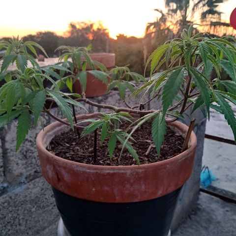MK 1 growlog timeline photo
