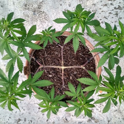 MK 1 growlog timeline photo