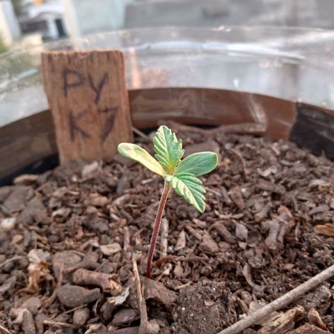 PYK  growlog timeline photo