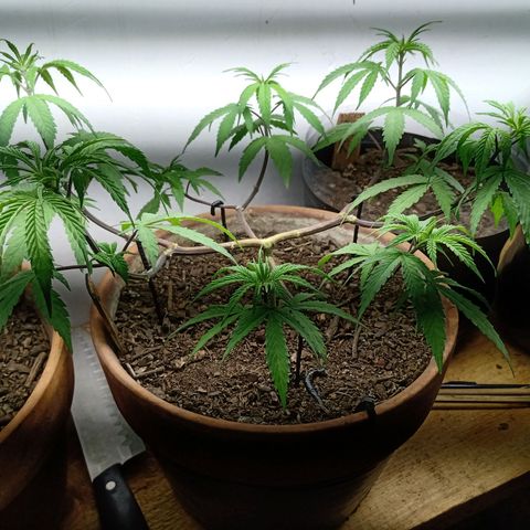 MK 1 growlog timeline photo
