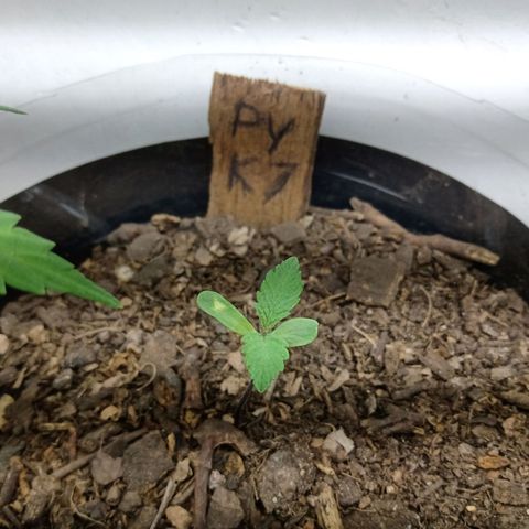 PYK  growlog timeline photo