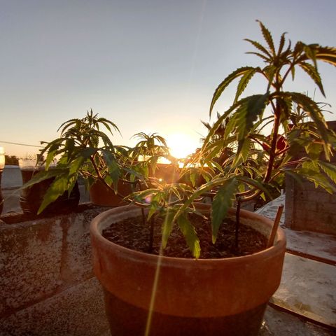 MK 1 growlog timeline photo