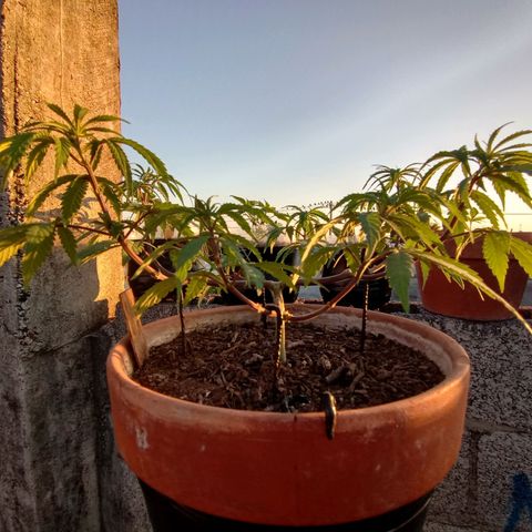 MK 1 growlog timeline photo