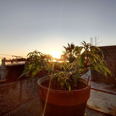 MK 1 growlog timeline photo