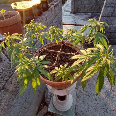 MK 1 growlog timeline photo