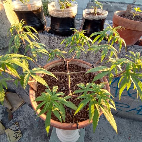 MK 1 growlog timeline photo