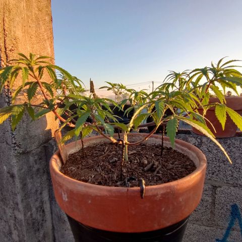MK 1 growlog timeline photo