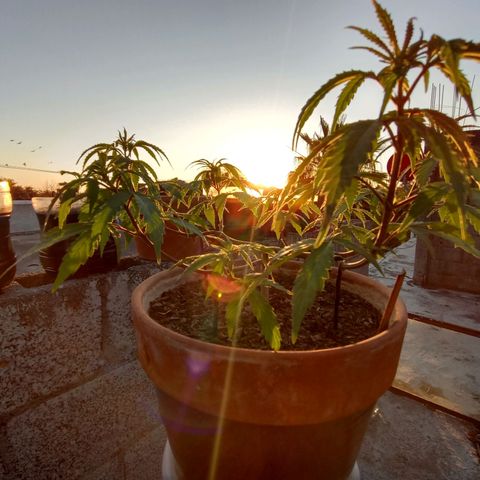 MK 1 growlog timeline photo