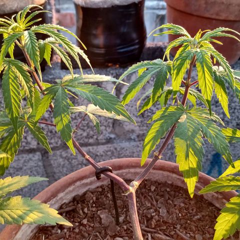 MK 1 growlog timeline photo
