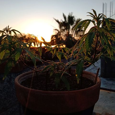 MK 1 growlog timeline photo