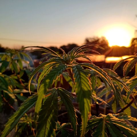 MK 1 growlog timeline photo