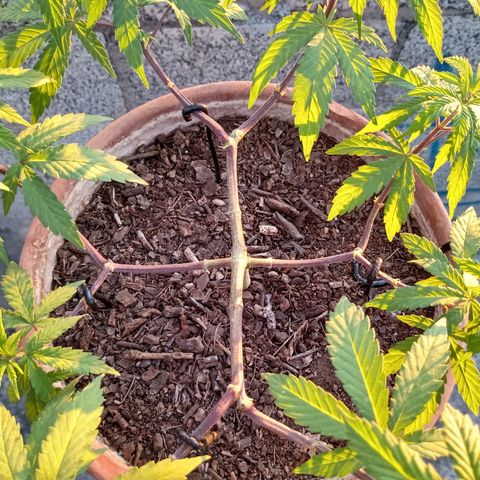 MK 1 growlog timeline photo