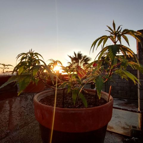 MK 1 growlog timeline photo