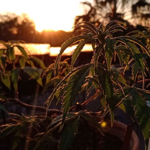 MK 1 growlog timeline photo