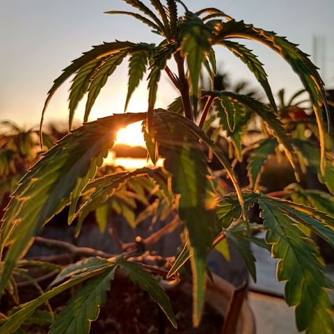 MK 1 growlog timeline photo