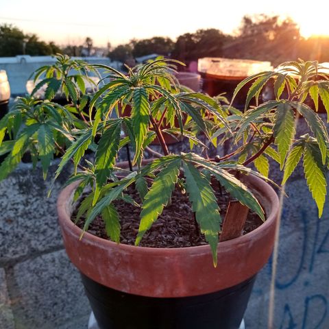 MK 1 growlog timeline photo