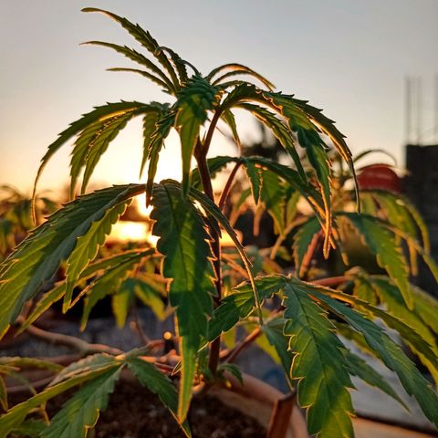 MK 1 growlog timeline photo