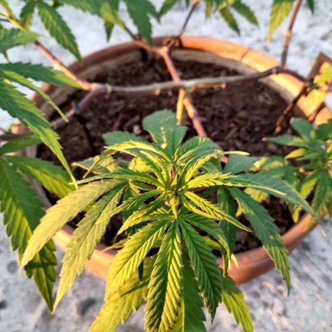 MK 1 growlog timeline photo