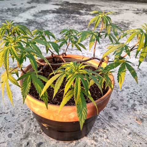 MK 1 growlog timeline photo