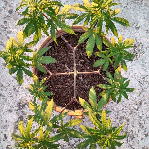 MK 1 growlog timeline photo
