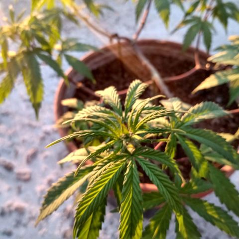 MK 1 growlog timeline photo
