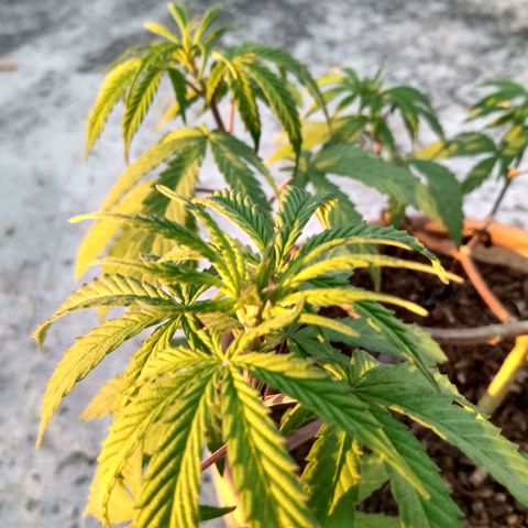 MK 1 growlog timeline photo