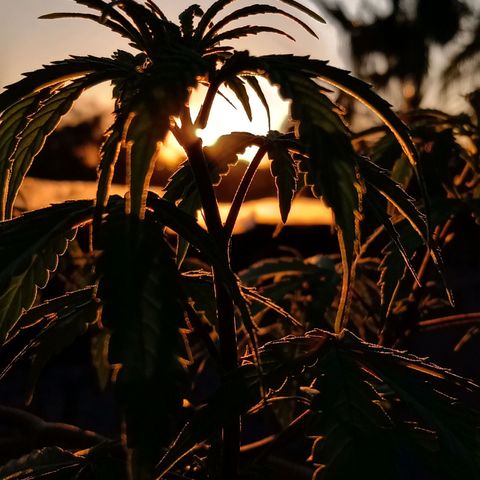 MK 1 growlog timeline photo