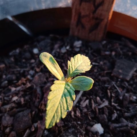 PYK  growlog timeline photo