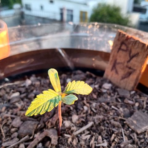 PYK  growlog timeline photo