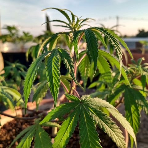MK 1 growlog timeline photo
