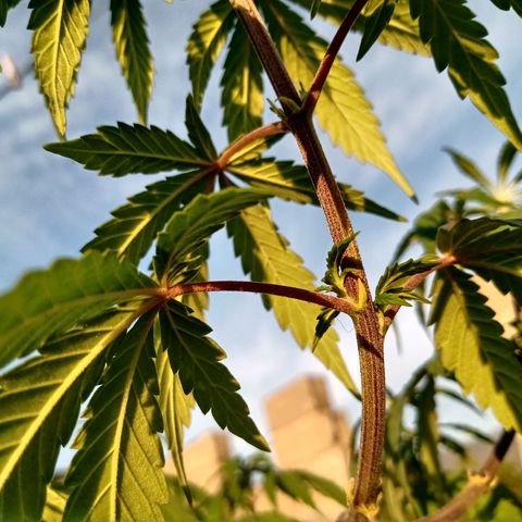 MK 1 growlog timeline photo