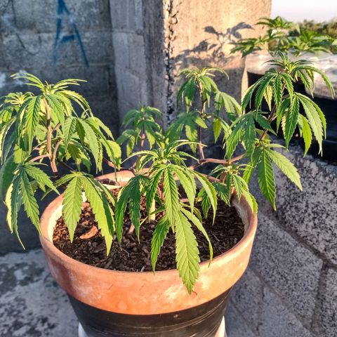 MK 1 growlog timeline photo