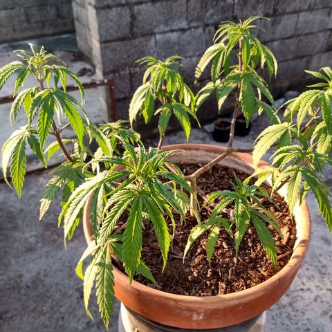 MK 1 growlog timeline photo