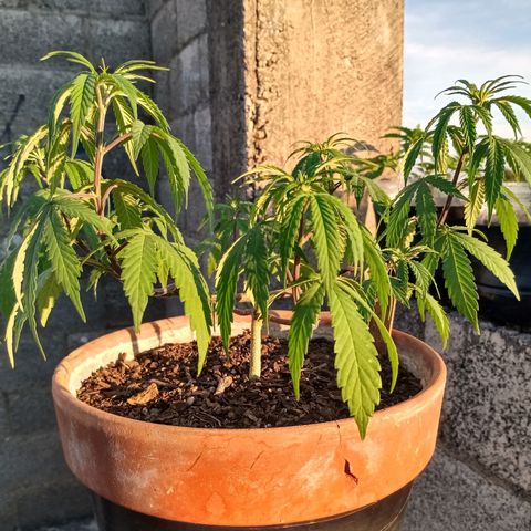 MK 1 growlog timeline photo